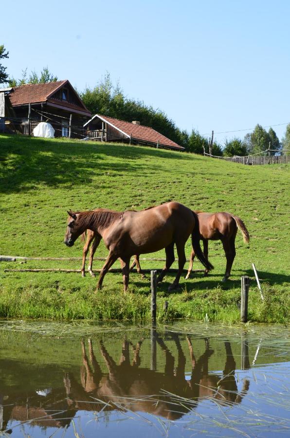 Gospodarstwo Agroturystyczne "Paryja" Olpiny Kültér fotó